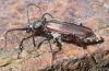 Tetropium fuscum